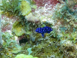 077 Yellowtail Damselfish Juvenile IMG 5888